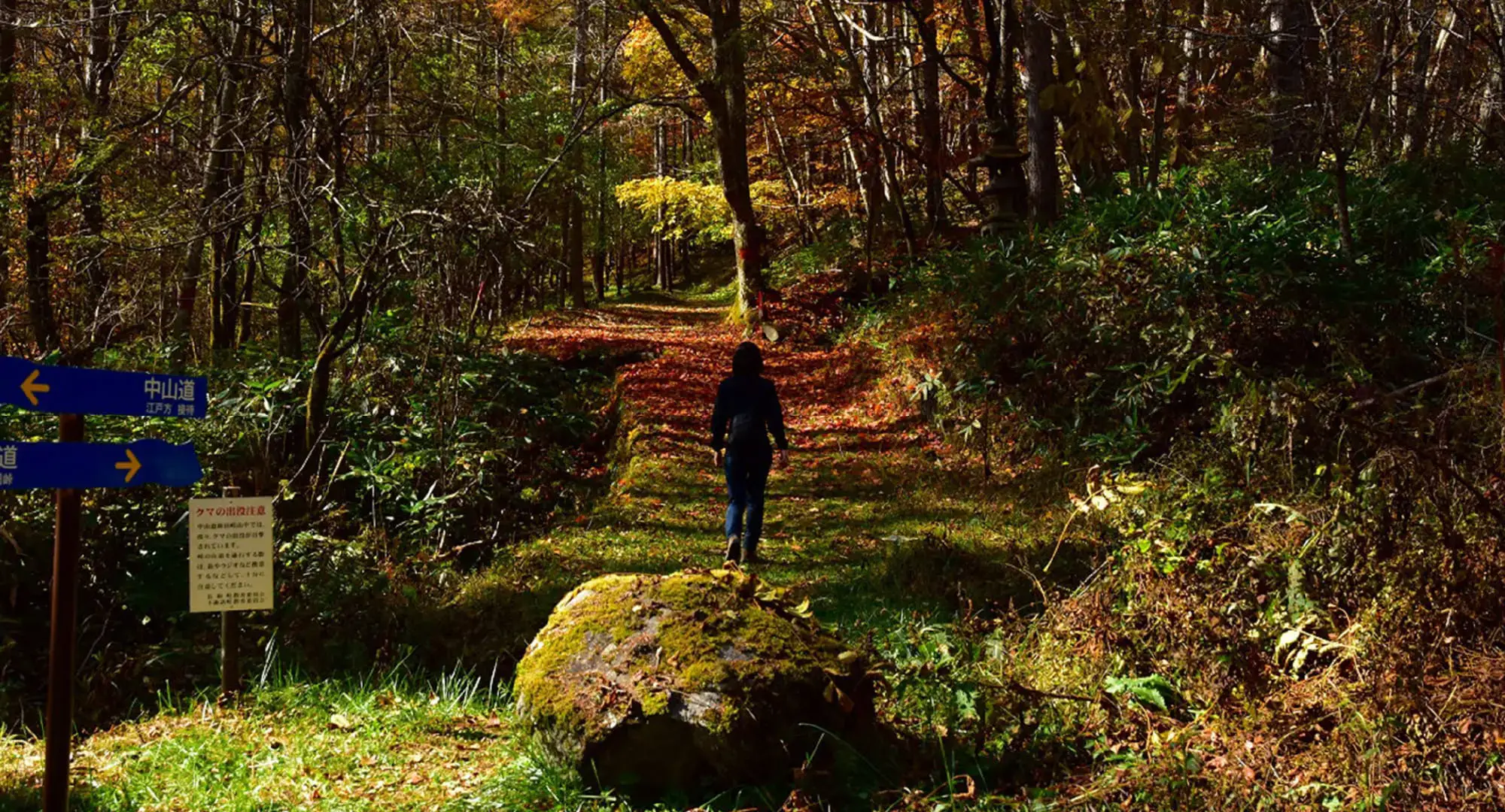 The back view of a woman walking through a forest