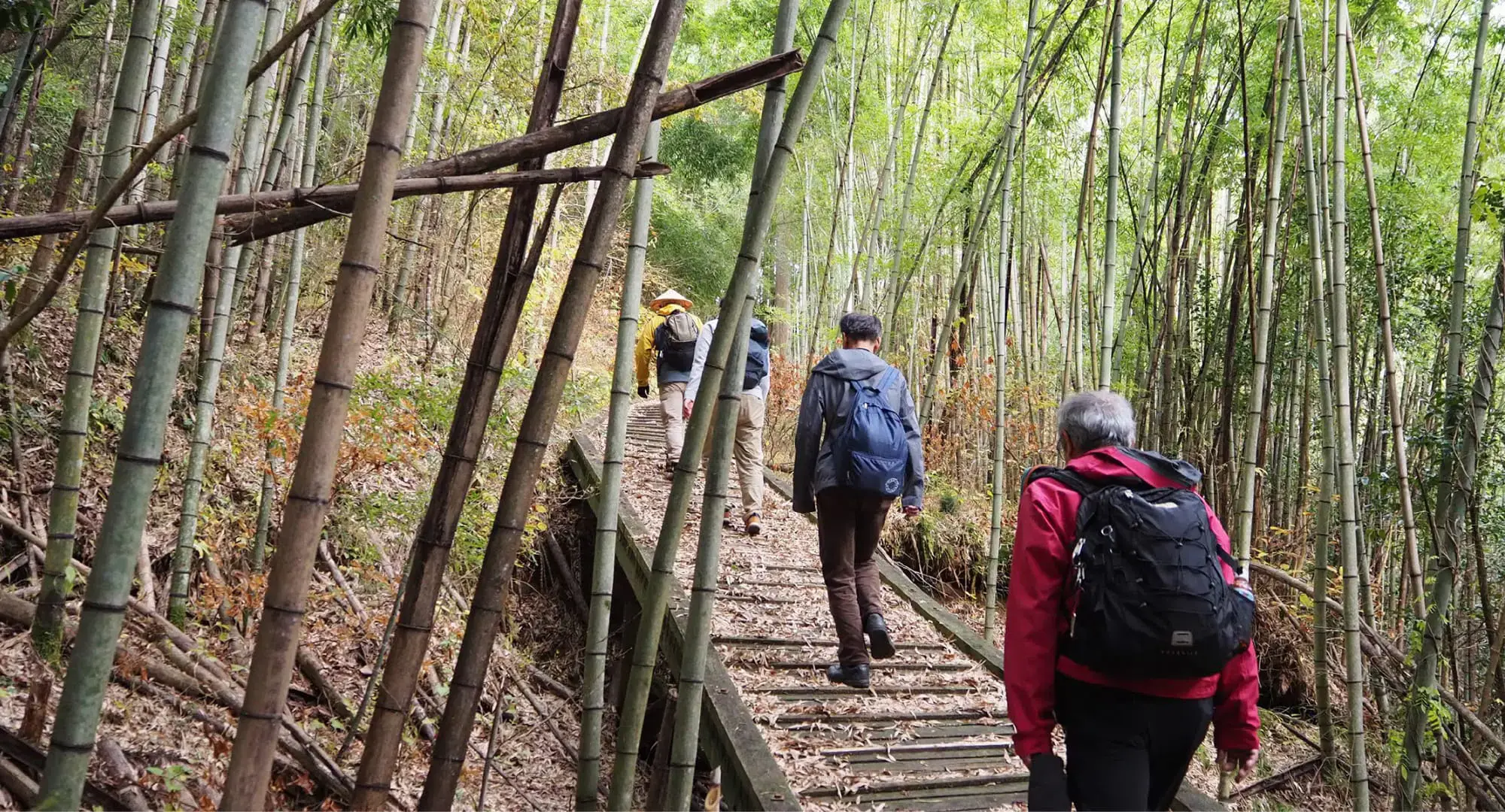 Four men with backpacks hiking through a bamboo forest