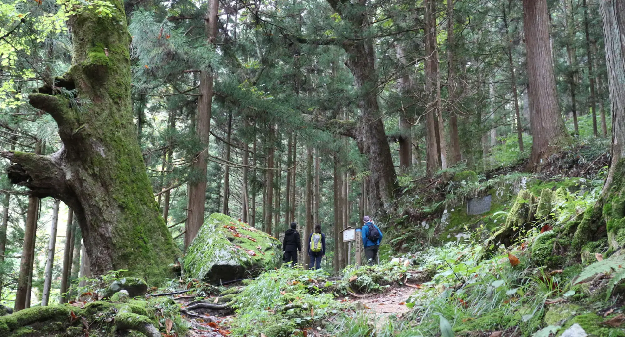 The back view of three people walking through a forest