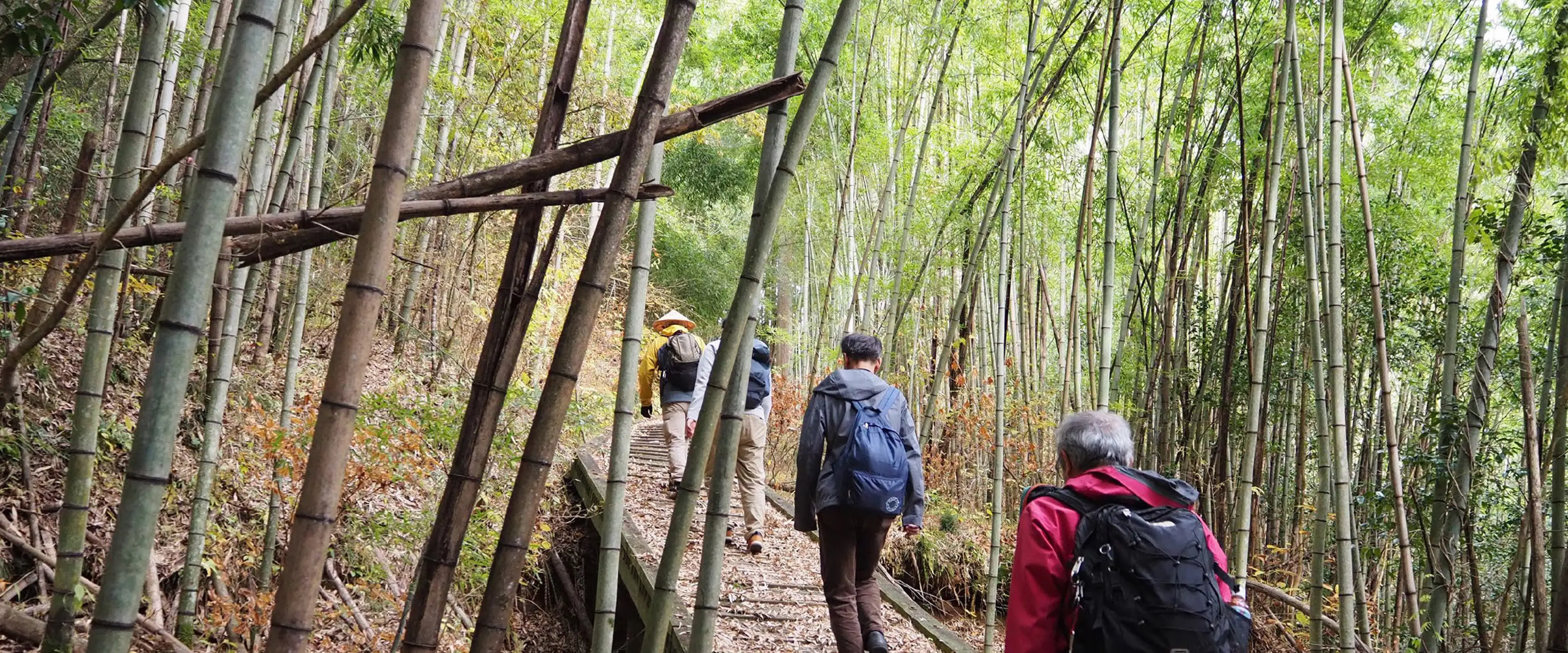 Four men with backpacks hiking through a bamboo forest