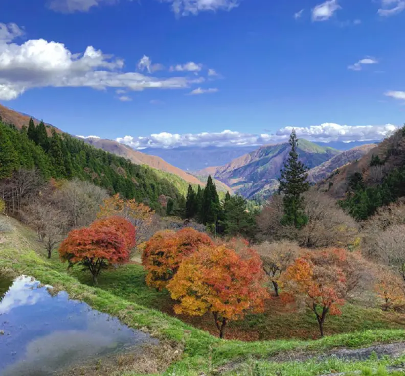 Trees with just beginning autumn leaves and the surrounding mountains