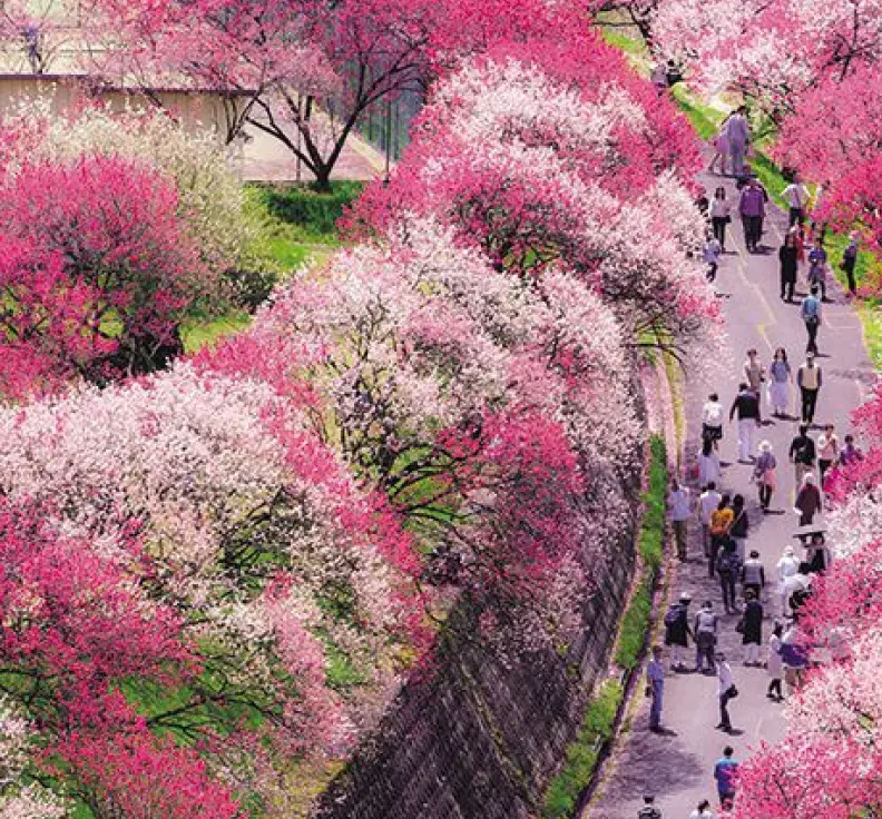 The scenery of Hanamomo no Sato, the peach blossom village in southern Nagano