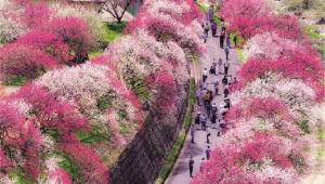 A beautiful pathway lined with pink and white blooming trees, creating a tunnel of vibrant spring colors. Visitors are walking along the path, enjoying the scenic view.