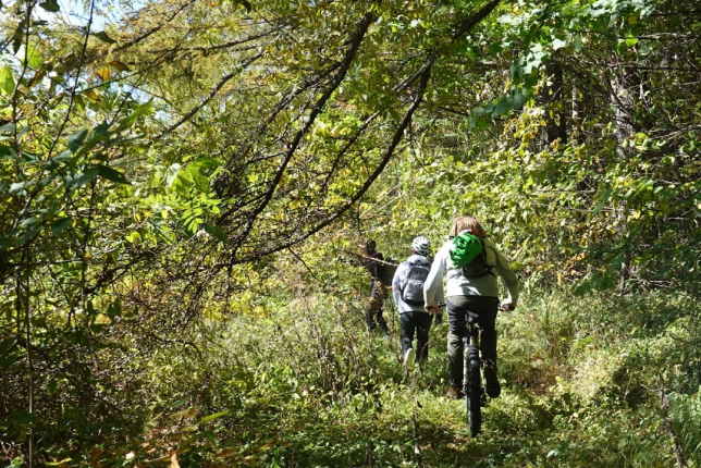 A group of cyclists riding through a dense forest trail, surrounded by lush greenery.