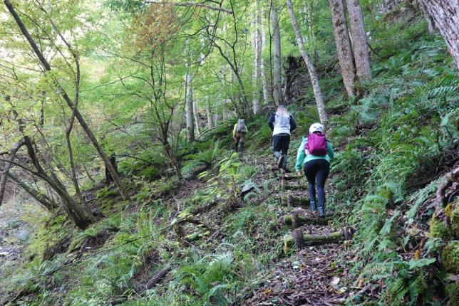 A group of hikers trekking up a lush, green mountain trail, surrounded by dense foliage.
