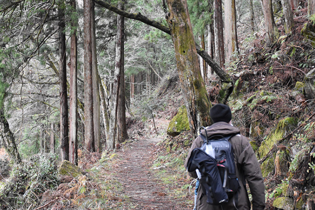 A hiker walking along a serene forest trail, surrounded by tall trees and moss-covered rocks.