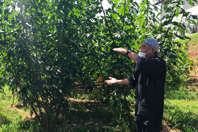 A man in traditional Japanese attire explains the growth and harvesting of kozo (paper mulberry) trees, which are used in washi paper production.