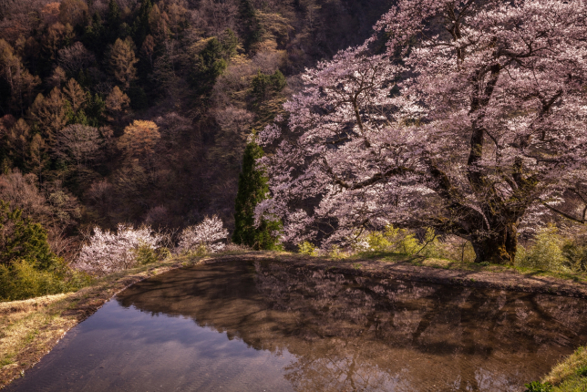 A picturesque cherry blossom tree in full bloom reflects in a small pond, set against a backdrop of forested mountains.