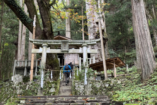 A traditional Japanese shrine nestled in a sacred forest, featuring a torii gate and towering ancient trees surrounding the entrance.