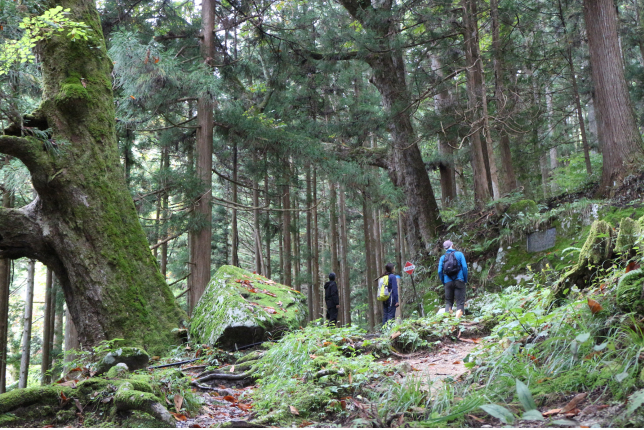 A group of hikers walks through a dense, moss-covered forest with towering cedar trees. A massive tree trunk covered in green moss dominates the left side of the image.