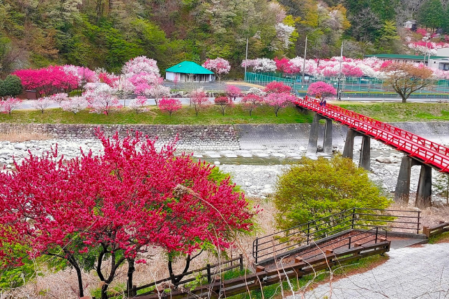 A vibrant spring scene with pink and red peach blossoms in full bloom, a red bridge crossing a river, and a picturesque village in the background.