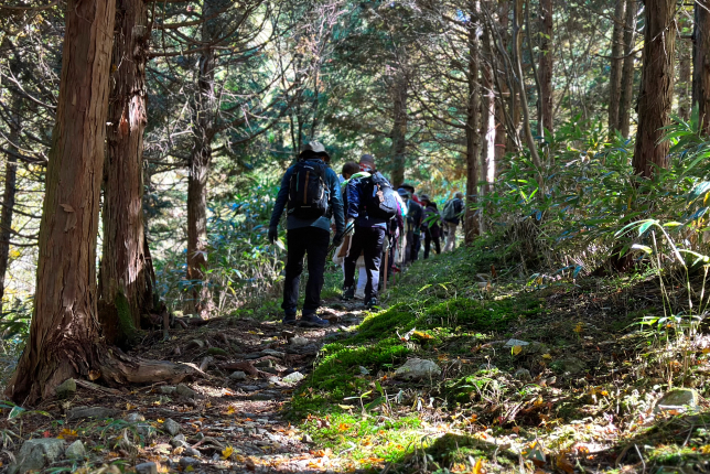 A group of hikers walking along a shaded forest path surrounded by tall cedar trees.