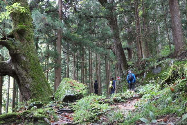 A group of hikers walks through a dense, moss-covered forest with towering cedar trees. A massive tree trunk covered in green moss dominates the left side of the image.