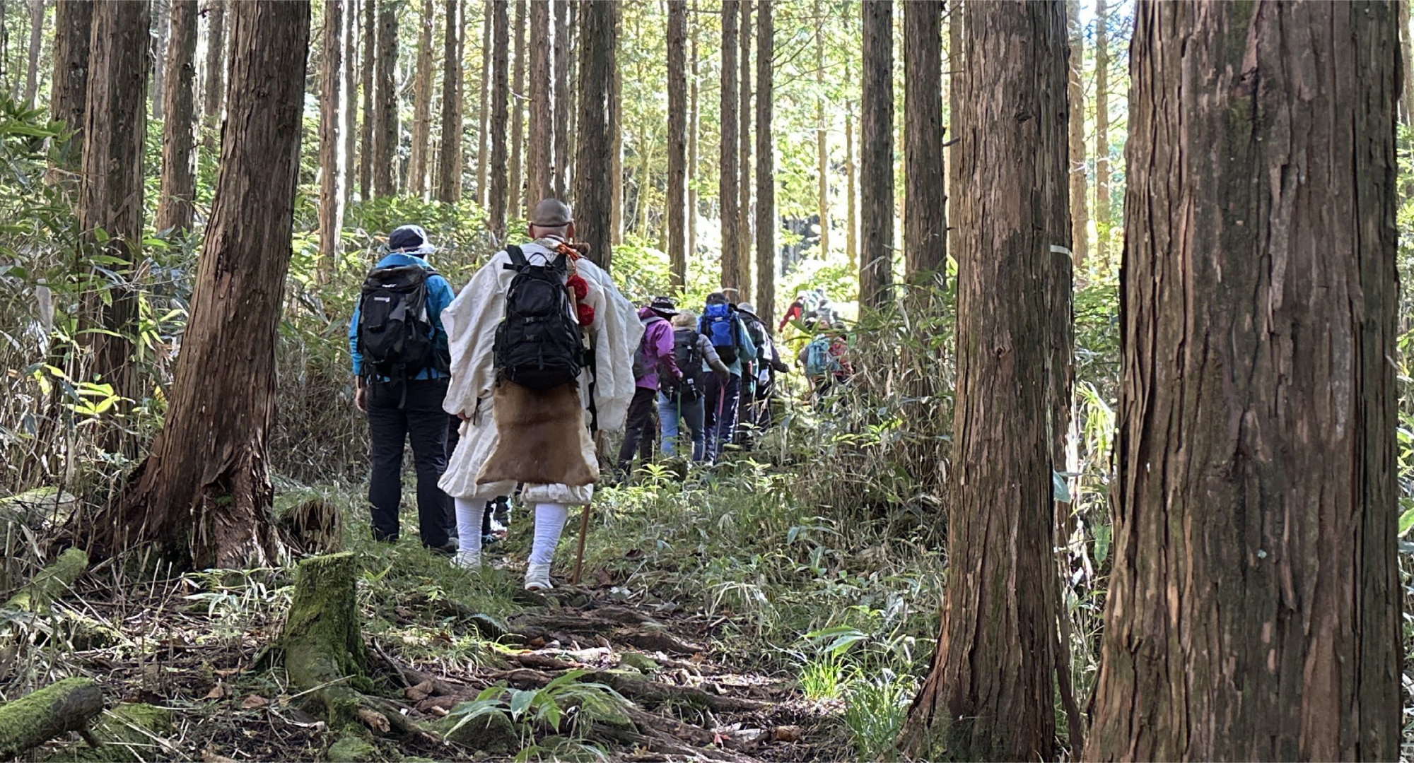 A group of hikers, including a guide dressed in traditional attire, walking through a dense cedar forest.