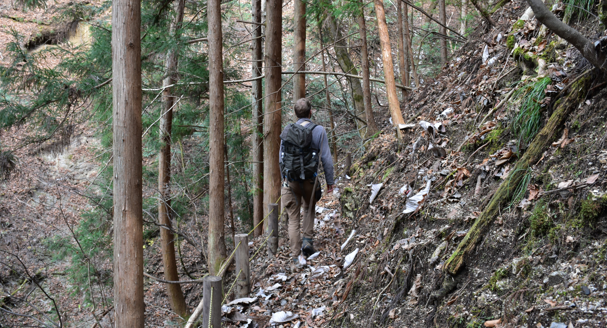 A hiker with a backpack walking along a narrow forest trail on a steep hillside. The path is covered in fallen leaves, surrounded by tall trees and rugged terrain.