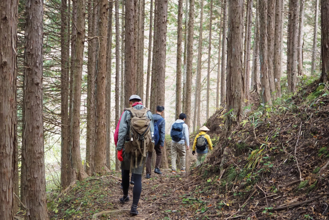 A group of hikers trekking through a forested mountain trail surrounded by tall cedar trees, embracing nature's tranquility.