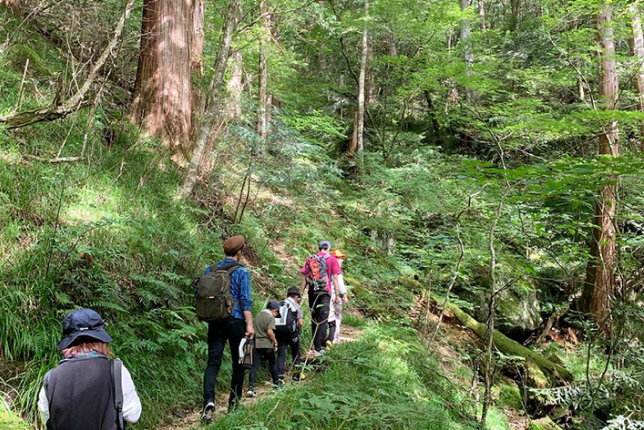 A group of hikers walking along a narrow trail in a dense, green forest, enjoying the adventure of a nature trek.