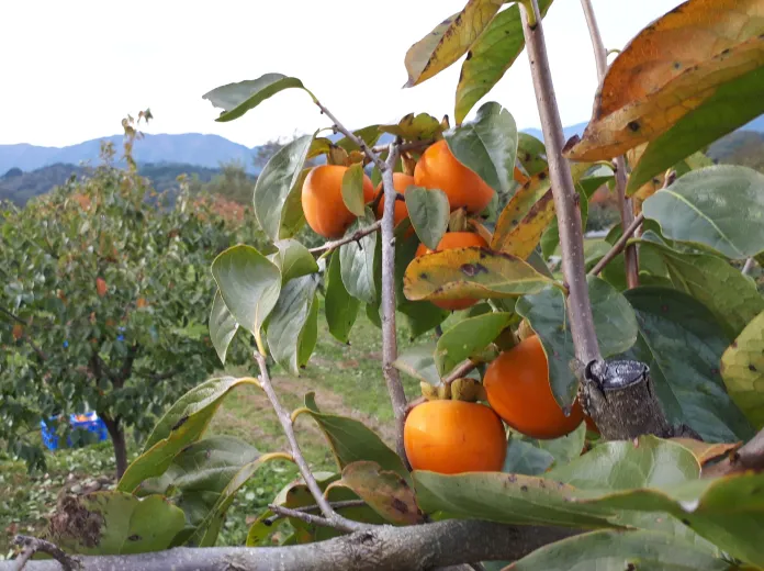Persimmon orchard