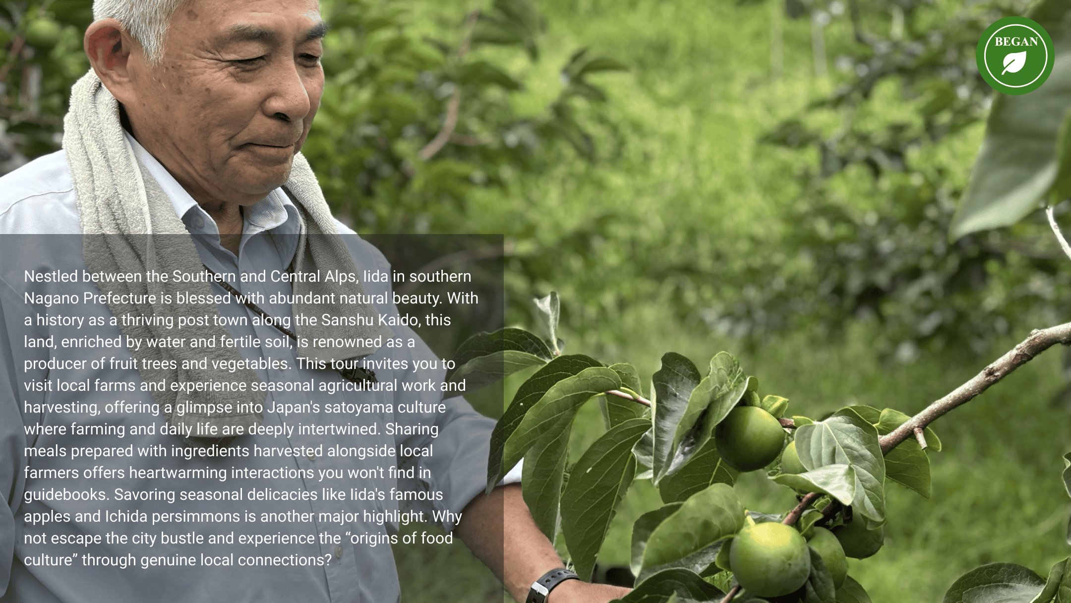 A local farmer harvesting persimmons in a lush orchard in Iida, Nagano Prefecture