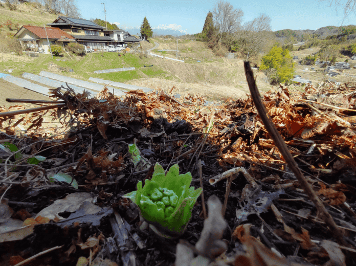 Spring Mountain Vegetable Gathering