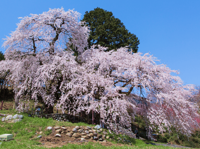 A solitary cherry tree over 300 years old